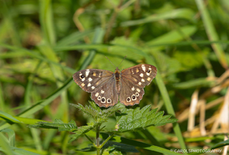 SPECKLED WOOD (Pararge aegeria)